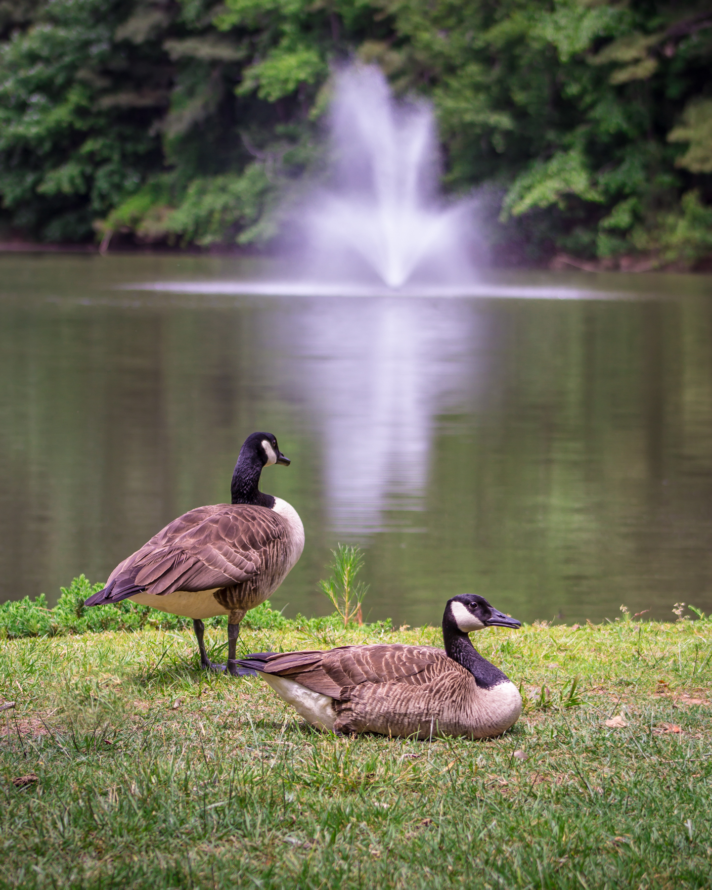 pond